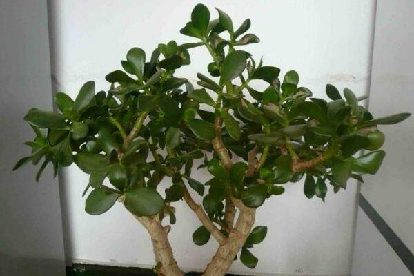 玉樹葉子發(fā)黃的處理方法，四種原因以及處理方法