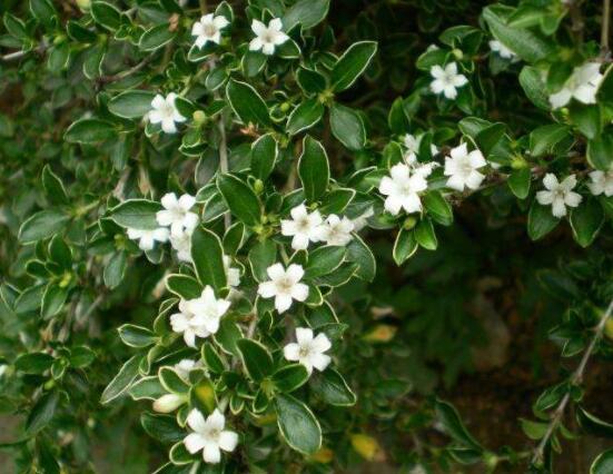 六月雪葉子發(fā)黑脫落怎么辦，做好三個要點即可恢復綠意