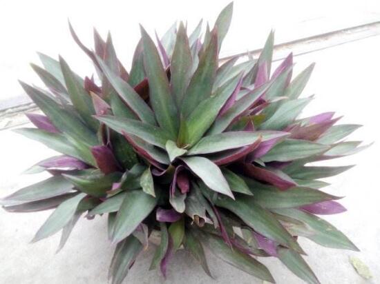 紫背萬(wàn)年青有毒嗎，有毒的萬(wàn)年青是哪種