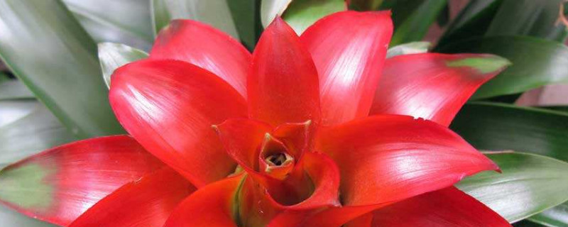 鴻運(yùn)當(dāng)頭不開(kāi)花怎么辦