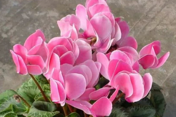 仙客來(lái)可以放房間嗎