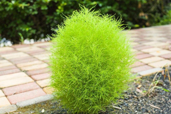 風(fēng)滾草是掃帚苗嗎