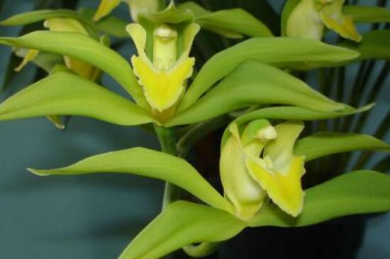 碧玉花有毒嗎，碧玉花可以養(yǎng)在室內(nèi)嗎