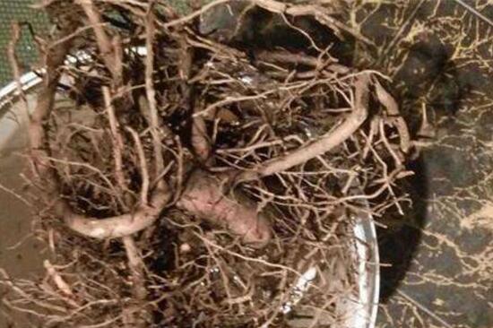 平安樹(shù)爛根怎么辦，平安樹(shù)爛根處理方法