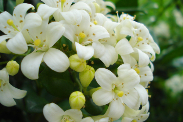 九里香放到室內的功效