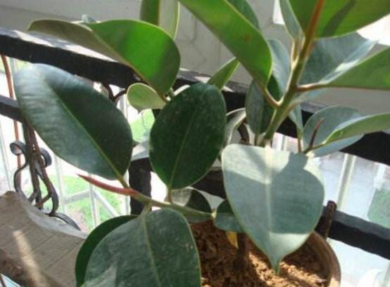 橡皮樹怎么繁殖，橡皮樹繁殖方法