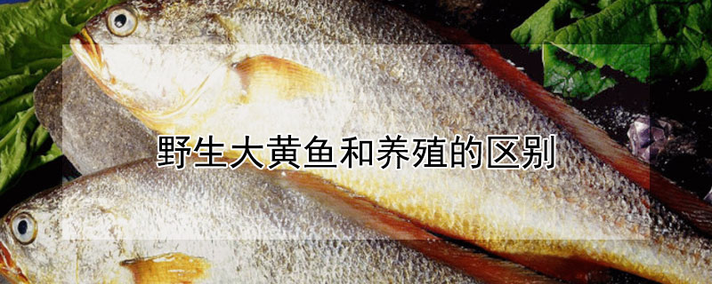 野生大黃魚和養(yǎng)殖的區(qū)別