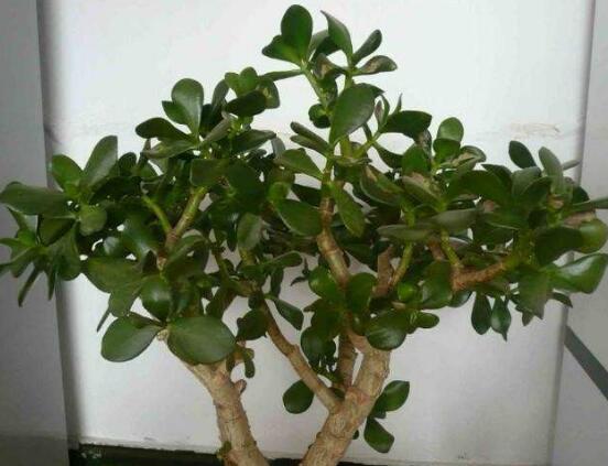 玉樹怎么澆水效果最好，不干不澆、澆則澆透