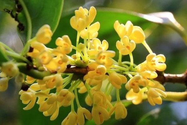 桂花春天開(kāi)嗎