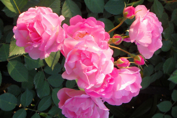 薔薇不開(kāi)花的原因