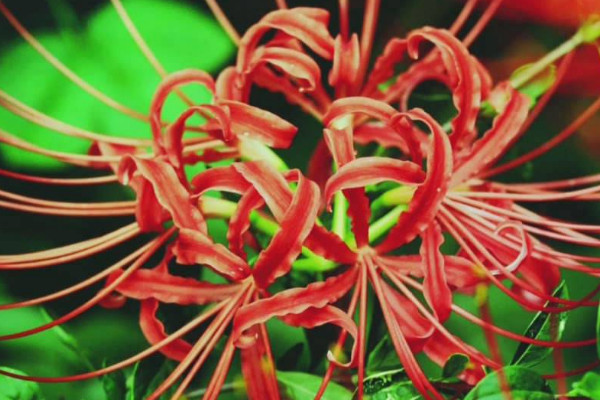 彼岸花家庭養(yǎng)殖有毒嗎