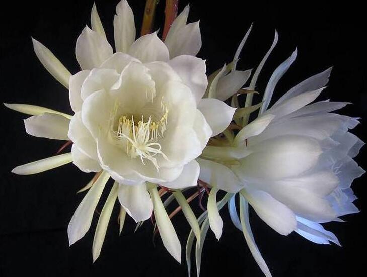 曇花爛根怎么處理，及時處理不然會造成無藥可救的狀態(tài)