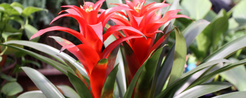 鴻運(yùn)當(dāng)頭葉子全剪掉可以嗎