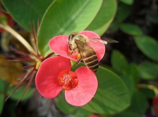 虎刺梅掉葉子怎么辦，四種原因以及解決方法