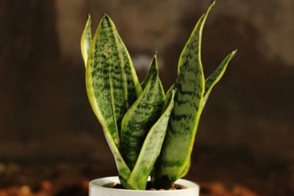 虎皮蘭冬天怎么養(yǎng)護