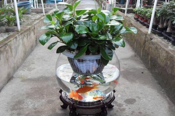 碧玉花能水養(yǎng)嗎，可以水養(yǎng)并且方法簡單