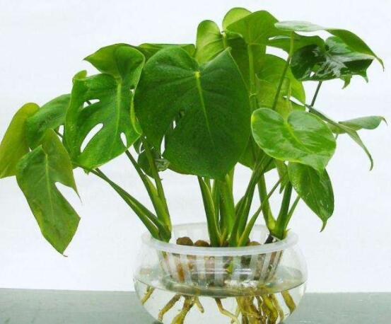 龜背竹水培方法和注意事項(xiàng)，教你超簡(jiǎn)單三點(diǎn)步驟/勤換水