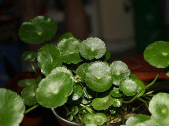 銅錢(qián)草水培好還是土培好，水培和土培兩者皆好