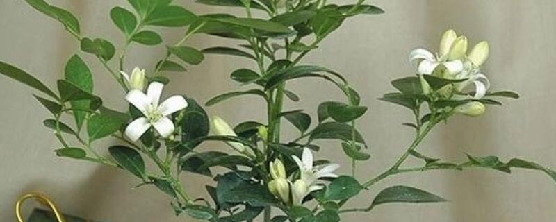 九里香和風(fēng)車(chē)茉莉的區(qū)別