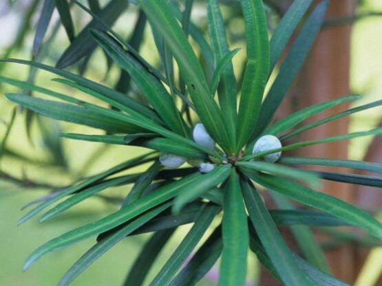 小葉羅漢松的養(yǎng)殖方法，老農(nóng)總結(jié)八大簡單易學的養(yǎng)殖技巧