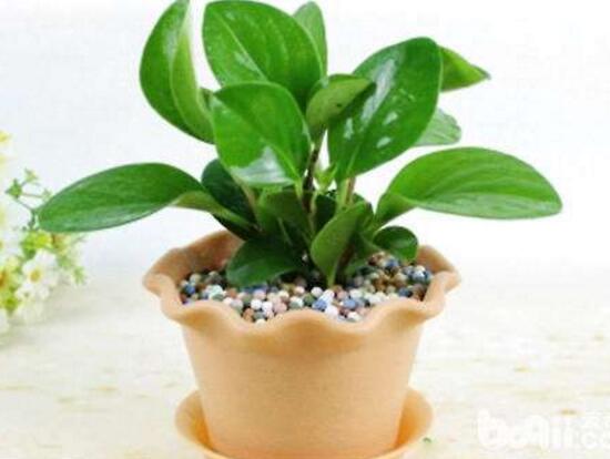 碧玉為什么會爛根，碧玉爛根怎么辦(換盆換土重新栽培)