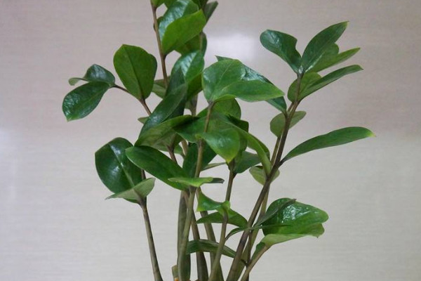 金錢樹(shù)的生長(zhǎng)期是什么時(shí)候