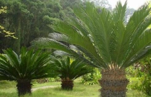 蘇鐵開(kāi)花有什么征兆，開(kāi)花之后是不會(huì)死的