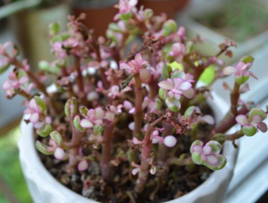 雅樂之舞夏天怎么養(yǎng)，主要注意做好遮陰降溫措施