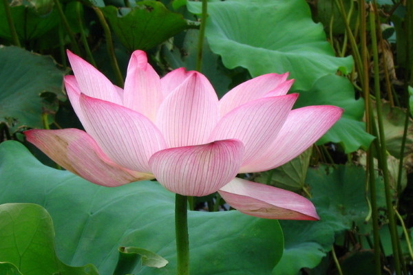 荷花種子能在酒中生長(zhǎng)嗎