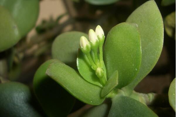 玉樹葉子發(fā)黃的處理方法，四種原因以及處理方法