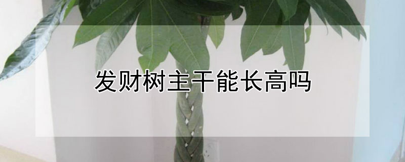 發(fā)財樹主干能長高嗎