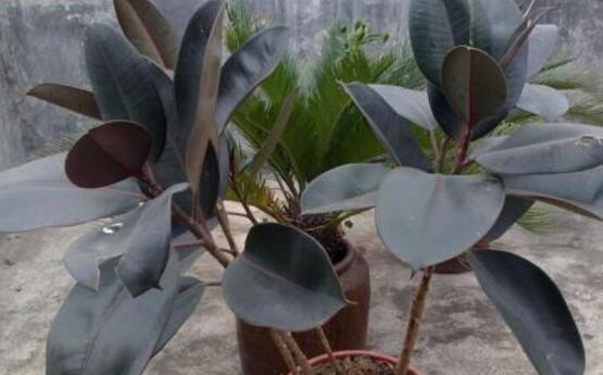 橡皮樹怎么修剪，橡皮樹修剪方法