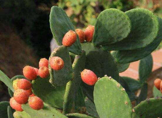 仙人掌的果實能吃嗎，食用可清熱解毒、養(yǎng)顏護(hù)膚