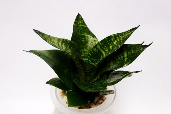 虎皮蘭開(kāi)花后怎么處理