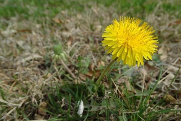 蒲公英的養(yǎng)殖方法和注意事項(xiàng)，蒲公英養(yǎng)殖4大要點(diǎn)