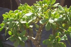 玉樹葉子為什么會發(fā)黃，玉樹葉子發(fā)黃怎么辦