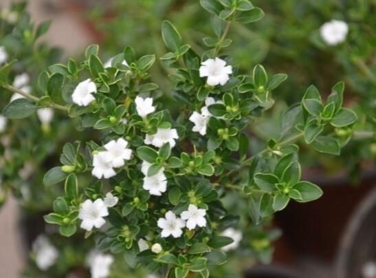 六月雪葉子發(fā)黑脫落怎么辦，做好三個要點即可恢復綠意