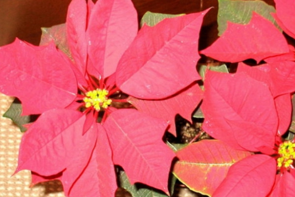 一品紅可以用什么技術(shù)延遲開花