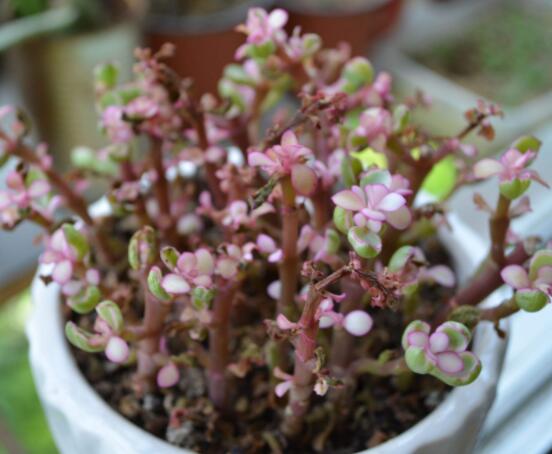 雅樂(lè)之舞怎么養(yǎng)出粉色，盆土合理/肥水結(jié)合/光照溫度適當(dāng)