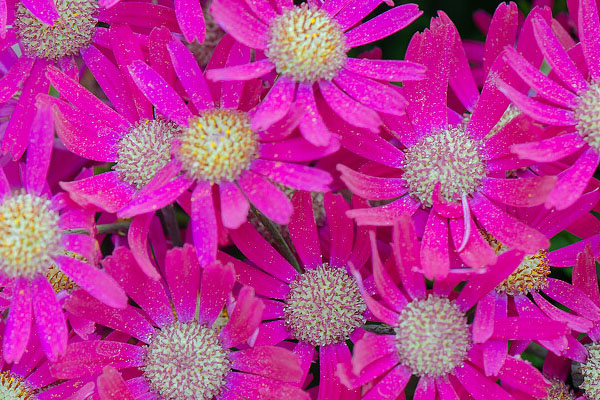 富貴菊的養(yǎng)殖方法和注意事項(xiàng)