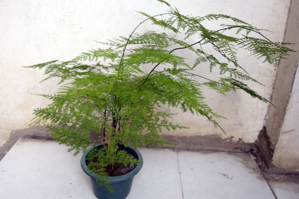 文竹冬天怎么澆水，保持土壤偏干燥即可