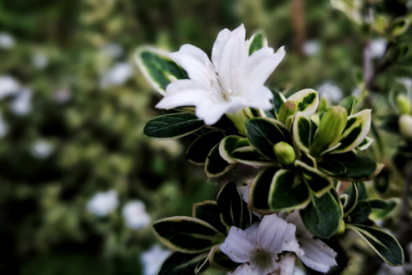 六月雪什么時(shí)候換盆，春季3月份很適合換盆