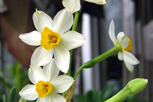 風(fēng)信子和水仙的區(qū)別