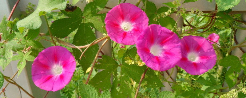 牽?；ǖ母蛋l(fā)達(dá)嗎