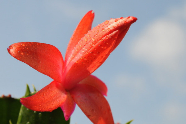 蟹爪蘭冬天怎么養(yǎng)