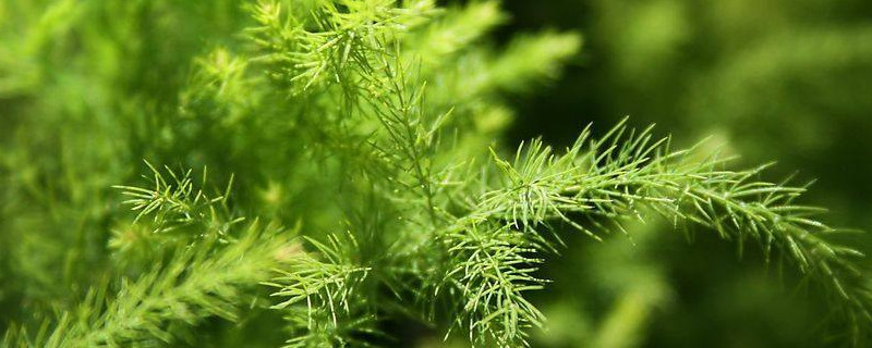 文竹發(fā)黃怎么挽救