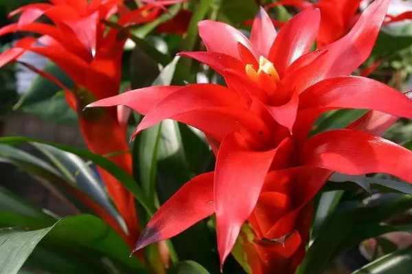 鴻運(yùn)當(dāng)頭怎樣養(yǎng)才能紅