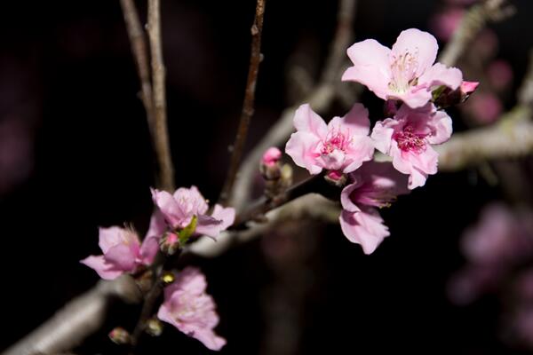 桃花有毒嗎，只有少部分人對桃花粉過敏