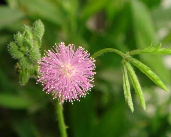 常碰含羞草有毒嗎，導致頭發(fā)眉毛發(fā)黃脫落(最好避免)