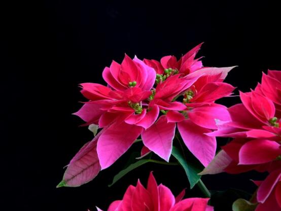 一品紅多久澆一次水，不同季節(jié)不同澆水量(澆則澆透)